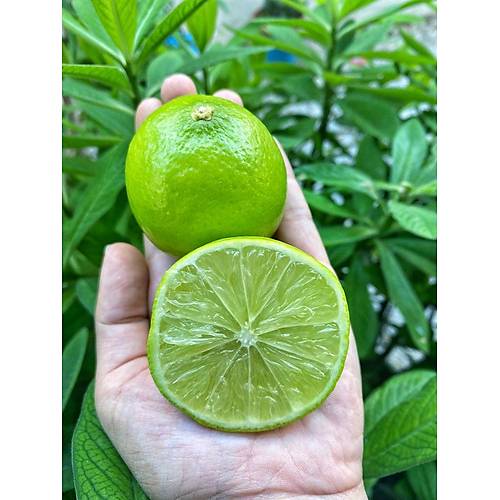 Lime Limon 1 Kg