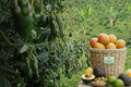 Mango (Adet)