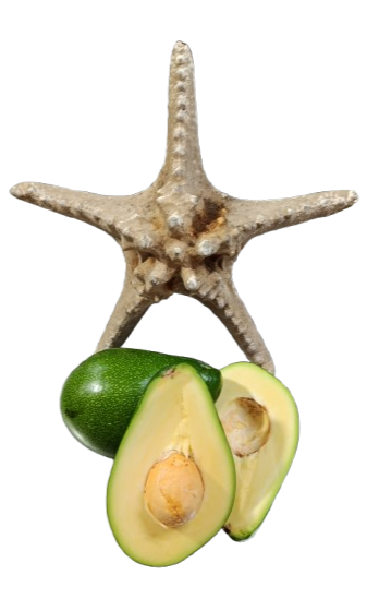 Avokado 250 gr üzeri 1 kg